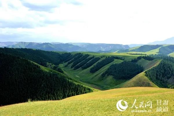 祁连山生态修复：绿了草原 赢了民心